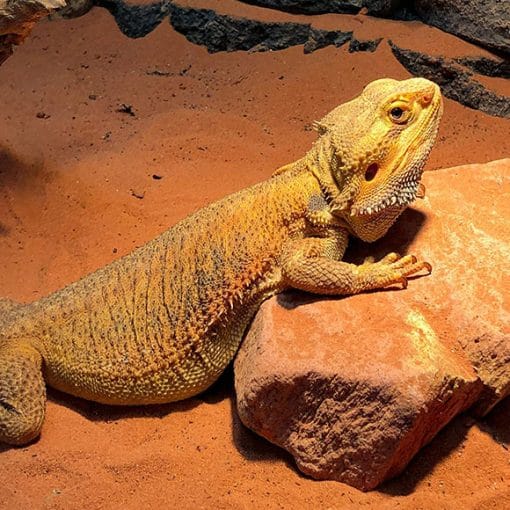 Creating the ideal lighting & temperature conditions for your pet reptile