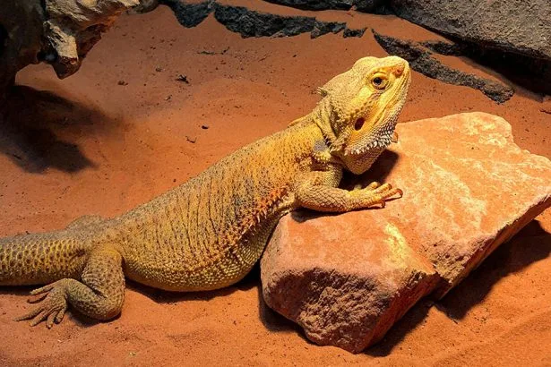 Creating the ideal lighting & temperature conditions for your pet reptile