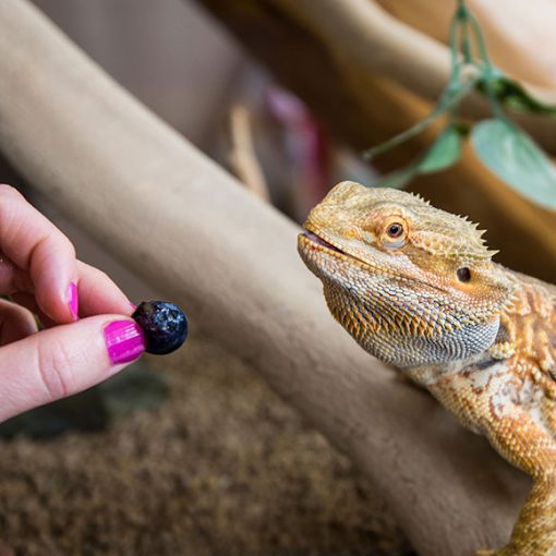 Proper diet for reptiles