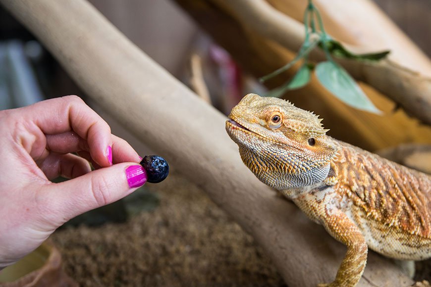 Proper diet for reptiles