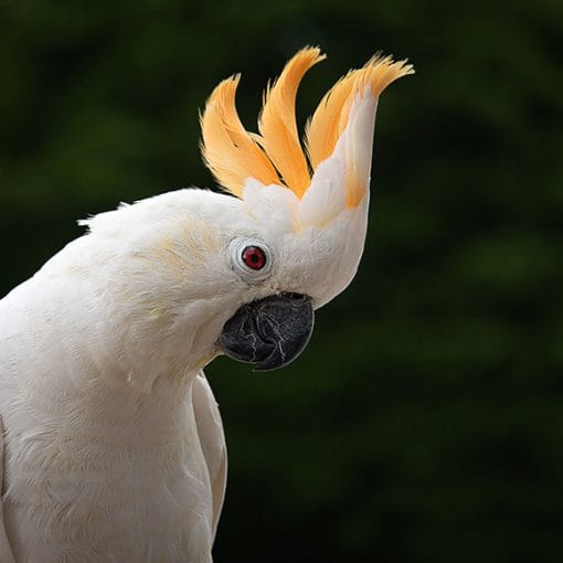 Smart cockatoo