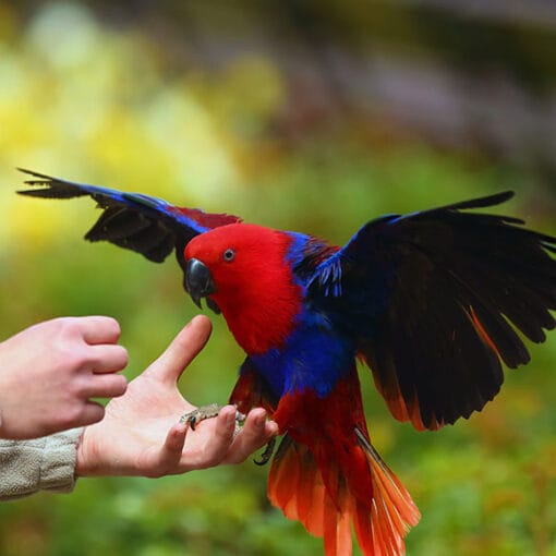 Parrots as Pets