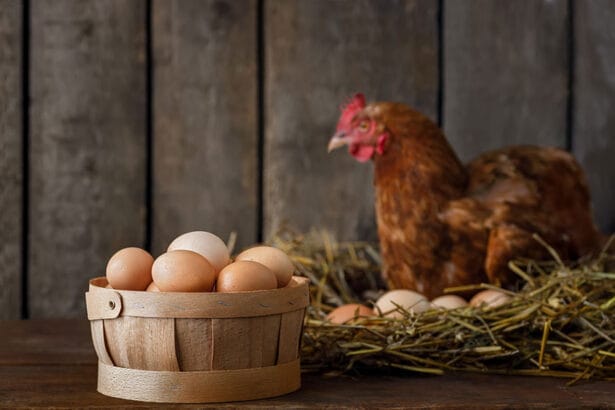 Egg Health and Nutrition
